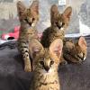 Gatitos serval disponibles para la venta